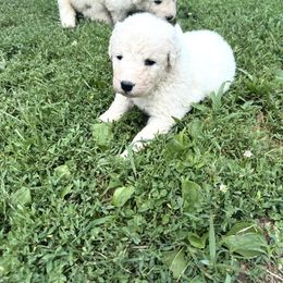 Girl 7 - White female Kuvasz puppy in Ohio from Rising River Kennel Kuvasz