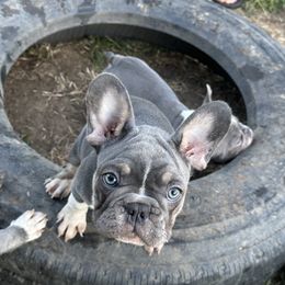 French Bulldog Puppies from High Tide Frenchies