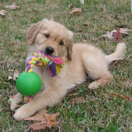 Golden Retrievers from SyNRG's