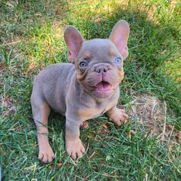 Duke - Tricolors male French Bulldog puppy in Colorado Springs, Colorado from Sun Mountain Frenchies