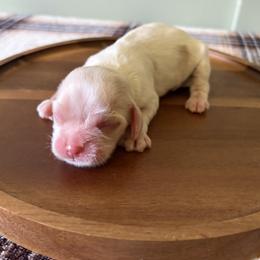 Girl 2 - female Cocker Spaniel puppy in Indiana from muddy boots cocker spaniels and cockapoos