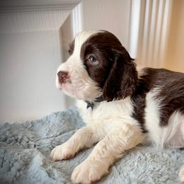 Black Boy (Batman or Squeaky Beak) - Liver and white male English Springer Spaniel puppy in Spanish Fork, Utah from Orchard Hill English Springer Spaniels