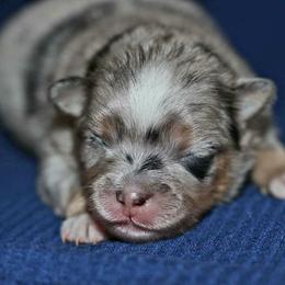 Vienna - Blue and tan parti female Pomeranian puppy in Bremen, Indiana from AMS Pomeranians and Pomskies in Indiana