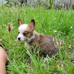 Pembroke Welsh Corgi Puppies from Shaleigh's Pembroke Welsh Corgis