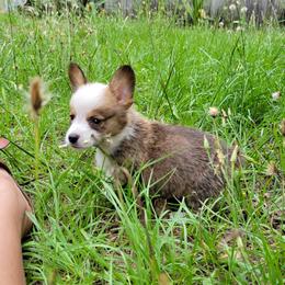 Pembroke Welsh Corgi Puppies from Shaleigh's Pembroke Welsh Corgis