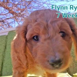 Aussiedoodle Puppies from Color Country Doodles