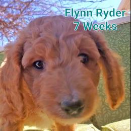 Aussiedoodle Puppies from Color Country Doodles