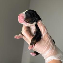 Boy 1 - Tri-color male Bernedoodle puppy in Montverde, Florida from Central Florida Bernedoodles