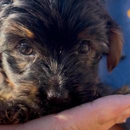 Scotch - Chocolate, tan and white male Yorkshire Terrier puppy in Atlanta, Georgia from Cocktail Puppies
