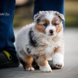 Mosaic - Blue merle male Miniature Australian Shepherd puppy in Herriman, Utah from Painted Blue Aussies