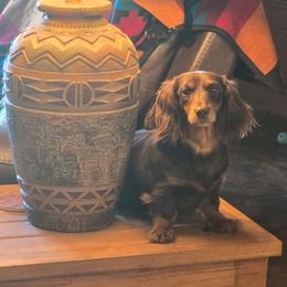 Coco - Dachshund