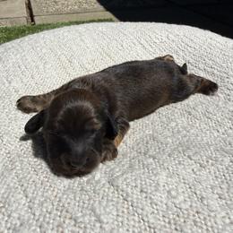 Boy 2 - Red male Dachshund puppy in Santa Rosa, California from Signature Mini Dachshunds