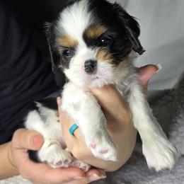 Cavalier King Charles Spaniel Puppies from Graceful Acres