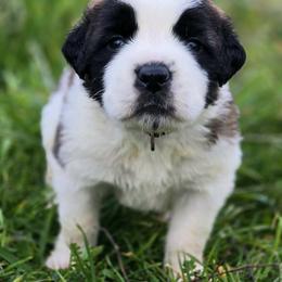 Saint Bernard Puppies from Eagle Mountain Saints