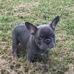 Boxer and French Bulldog Puppies from Beachside Boxers and Frenchies