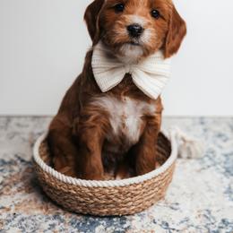 Fitz - Red  male Goldendoodle puppy in New Lenox, Illinois from New Doods On The Block