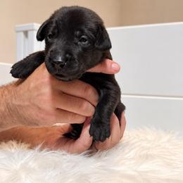 Red collar male - Black male Labrador Retriever puppy in Imperial, Missouri from Kalkbrenner's Labrador Retrievers