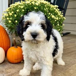 Boy 4 - Black and white male Bernedoodle puppy in Russiaville, Indiana from Pleasant Creek Minibernedoodles