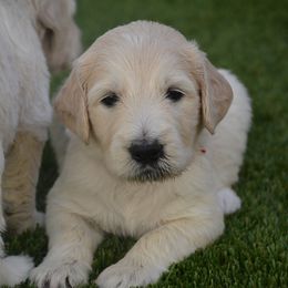Goldendoodle Puppies from Jasperdoodle.com