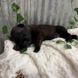 Black Collar - Mahogany male Belgian Malinois puppy in Muskegon, Michigan from Red Acres Working Line K9s