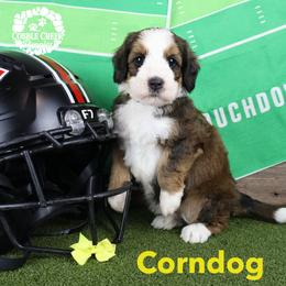 Corndog - Tri-color male Bernedoodle puppy in Heyworth, Illinois from Cobble Creek Puppies