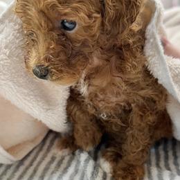 Poodle Puppies from Wanda Burton