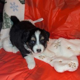 Comet - Black tri male Toy Australian Shepherd puppy in Lakeland, Florida from Alexandra's Toy Aussies