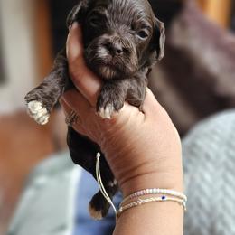 Green Male - Brown and white male Cockapoo puppy in Mocksville, North Carolina from Hunting Creek Farms