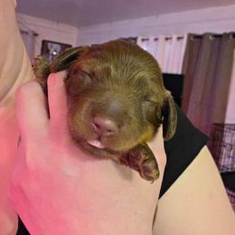 Dachshund puppies from RoseDox Dachshunds