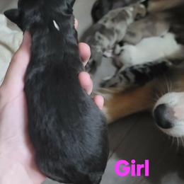 Girl 1 - Black & white female Australian Shepherd puppy in Blairsville, Georgia from Georgia Peach Aussies