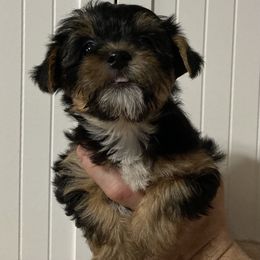 Assorted Doodle Crosses, Double Doodle, Maltipoo, Morkie, and Yorkipoo Puppies from Danza Bolo