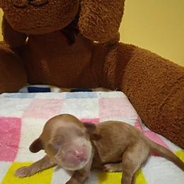 Wallace - Red male Cavapoo puppy in Dallas, Texas from Halo's Heroes Doodles