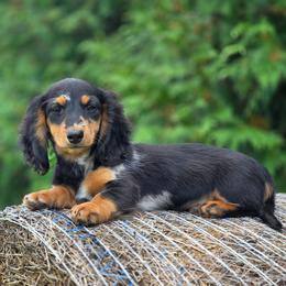 Opal is 4000 dollars - Black and tan female Dachshund puppy in Crystal, Michigan from Mare-bella Dachshunds