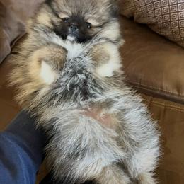 Morgan - Wolf sable female Pomeranian puppy in Jefferson City, Missouri from MJ’s Pomeranians