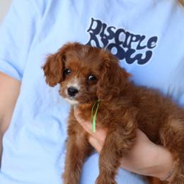 Romeo - Red male Cavapoo puppy in Springtown, Texas from North Texas Puppies