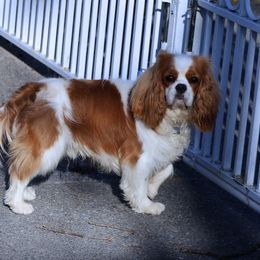 Copper - Cavalier King Charles Spaniel