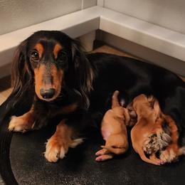 Stella - Dachshund