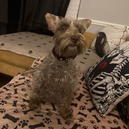 Frigg - Miniature Schnauzer