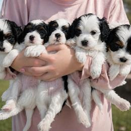 Cavapoo puppies from Joyler Puppies