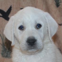 Champion Dad Tru - Yellow female Labrador Retriever puppy in Spring Creek, Nevada from Badland Kennel