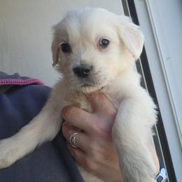 Lady - Golden female Golden Retriever puppy in Lucasville, Ohio from Halo Kennels