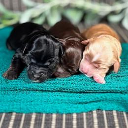Churro - Chocolate female Australian Labradoodle puppy in Decatur, Alabama from Southern Meadows Doodles