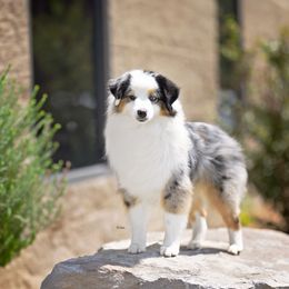 Miniature American Shepherds and Toy Australian Shepherds from MarLoWin Aussies