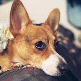 Pembroke Welsh Corgis from Hellfires Cosmic Goddess Corgis