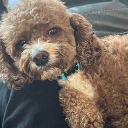 Cavapoo puppies from Cascade Springs Doodles