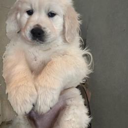 Golden Retriever Puppies from Akela Goldens