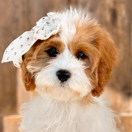 Bernedoodles and Cavapoos from Main Street Bernedoodles