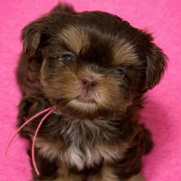 Roxy - Liver female Shih Tzu puppy in Berkeley Springs, West Virginia from Sandridge Shih Tzus