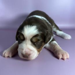 Argentina - Red tri-color female Miniature American Shepherd puppy in New Boston, New Hampshire from Painted Pup Australian Shepherds