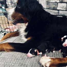 Bernese Mountain Dog puppies from Berner Bud Farm